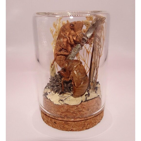 Two Cicada Skins Wing Sweetgum Ball lycan & Oddity Jar goth witchy taxidermy - Picture 4 of 13